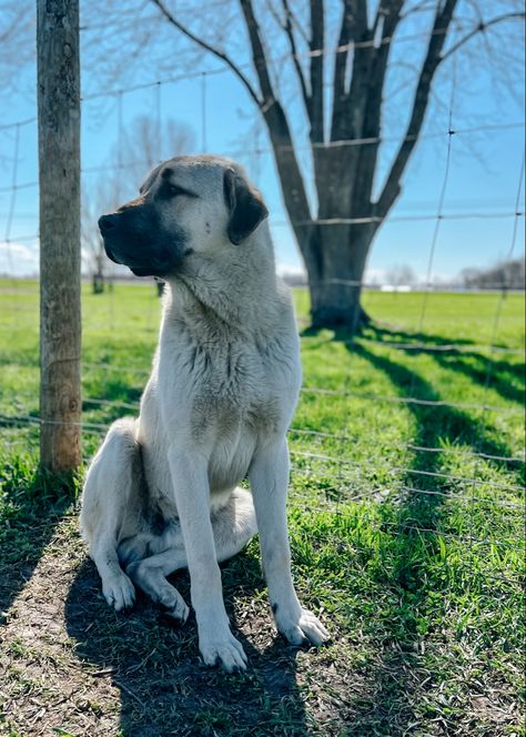 Labrador, Kangal Dog, Barn Animals, Anatolian Shepherd, Farm Dogs, Small Farm, Country Girl, Farm Animals, Labrador Retriever