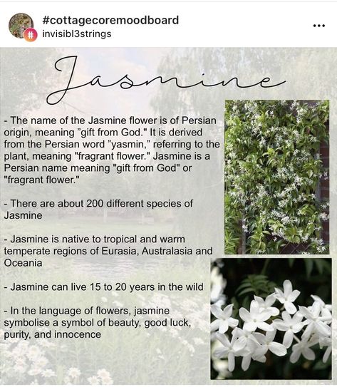 Meaning Of Jasmine Flower, Jasmine Name Meaning, Jasmine Quotes Flower, Jasmine Flower Quotes, Jasmine Flower Meaning, Jasmine Meaning, Jasmine Flower Aesthetic, Herbal Nutrition, Flower Poetry