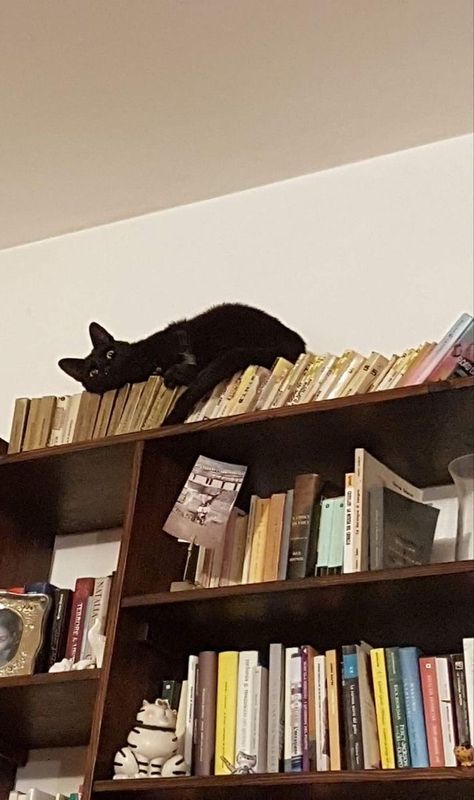 Cat And Books, Unusual Animal Friendships, Animal Friendships, I Relate, Crazy Lady, Unlikely Friends, Funny Morning Pictures, Animals Friendship, Cat Books