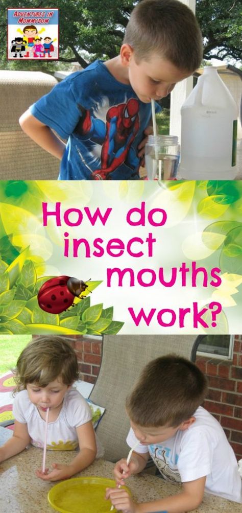 How do insects eat?how do insect mouths work Montessori, Measurement Activity Preschool, Ladybug Stem Activities, Tk Science Activities, Insect Science Preschool, Insect Study Creative Curriculum, Insect Science Activities, Preschool Insects Activities, Preschool Insects