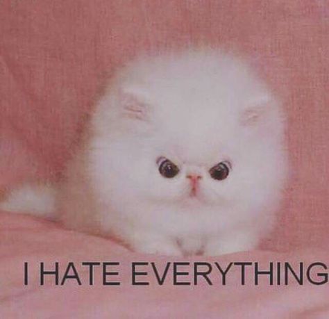 . Kawaii, I Hate Everything, Cats Pictures, Silly Cats Pictures, Anger Issues, Beautiful Friend, Hot Mess, Current Mood, Silly Cats