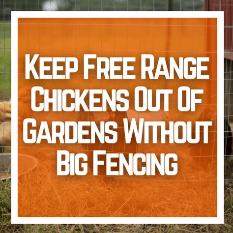 Fence To Keep Chickens Out Of Garden, How To Keep Chickens Out Of Flower Beds, Keep Chickens Out Of Flower Beds, Keeping Chickens Out Of Garden, How To Keep Chickens Out Of Garden, Chicken Fence Ideas, Poultry Fencing, Keep Chickens Out Of Garden, Chicken Fencing