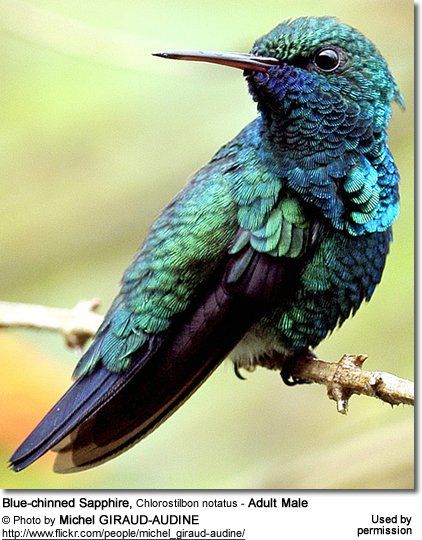 Black Hummingbird, Animal Pfp, Hummingbird Pictures, Architecture Tattoo, Aesthetic Blue, Quotes Architecture, Tropical Birds, All Birds, Animals Art