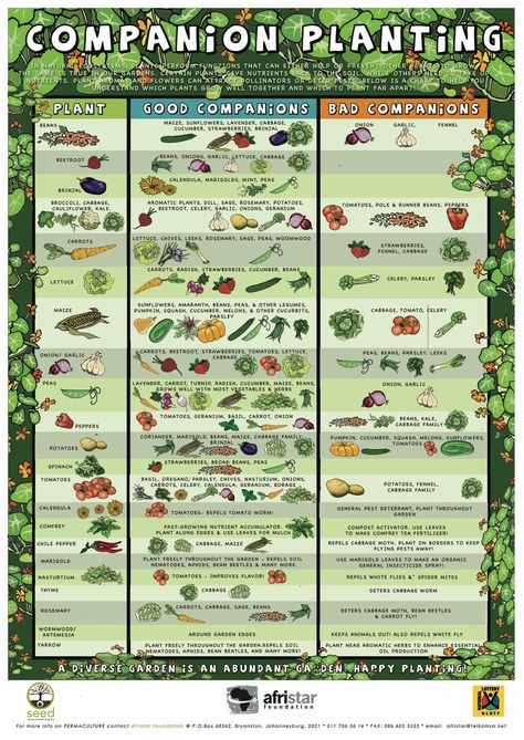 Companion Planting Chart Seed Library, Plantarea Legumelor, Companion Planting Guide, Companion Planting Chart, Companion Planting Vegetables, Companion Gardening, Garden Companion Planting, Garden Layout Vegetable, Natural Ecosystem