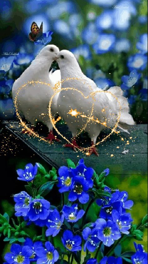 Vogel Gif, Dove Images, Dove Pictures, Good Night Love Images, I Love You Pictures, Rose Flower Wallpaper, Love You Images, Wallpaper Nature Flowers, Beautiful Love Pictures