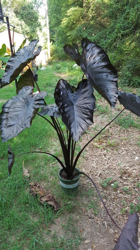 Gothic Plants Indoor, Dark House Plants, Black Foliage Plants, Black Plants Outdoor, Gothic Garden Plants, Scary Plants Halloween, Black Backyard Ideas, Dark Foliage Plants, Black Shrubs