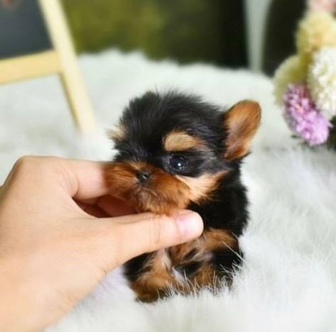 Get ready to fall in love with the most adorable pets of the year! Our adorable teacup Yorkie puppies are on sale now. These pint-sized pooches are a perfect bundle of love and charm, making them the ideal addition to your family. Don't miss your chance to snuggle up with our delightful parrots. Hurry, offer ends soon! 🐾 https://www.yorkiesbydiane.net/yorkie-puppies-for-sale/ Tea Cup Yorkie Puppies For Sale, Small Pets To Own, Micro Teacup Yorkie, Teacup Dogs For Sale, Yorkshire Terrier For Sale, Mini Yorkie, Morkie Puppies For Sale, Yorkshire Puppies, Teacup Yorkie For Sale