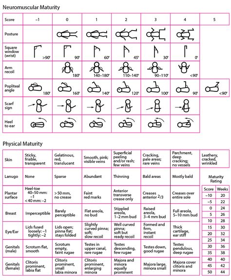 Gestational Age - Pediatrics - MSD Manual Professional Edition Baby Growth In Womb, Conception Date, Baby Growth Chart, Basal Body Temperature, Physical Examination, Pain Scale, Gestational Age, Baby Nurse, School Studying