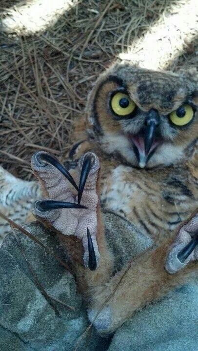 Neat!! Greta this pic is for u... Smoked Marshmallow, Angry Owl, Owl Nails, Awesome Owls, Owl Photos, Hoot Owl, Owl Pictures, Great Horned Owl, Beautiful Owl