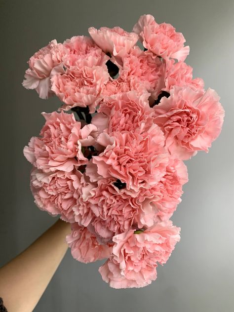 These light to medium pink carnations are long lasting must-haves. Nature, Light Pink Carnations Aesthetic, Pale Pink Carnations, Light Pink Carnations, Pink Carnations Bouquet, Carnation Bouquet Aesthetic, Pink Carnation Aesthetic, Carnation Flower Aesthetic, Carnations Aesthetic