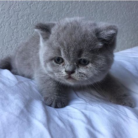 French Bulldog Puppies, British Shorthair Kittens, Cute Small Animals, Grey Kitten, Fluffy Kittens, Cute Kawaii Animals, British Shorthair Cats, Baby Kittens