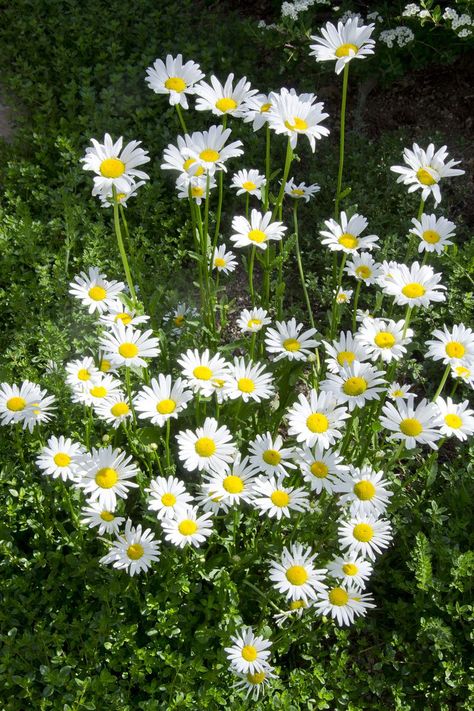 Easy Perennials, Shasta Daisy, Shasta Daisies, Summer Flowers Garden, Best Perennials, Flower Garden Design, Flower Landscape, Wildflower Garden, Low Maintenance Garden