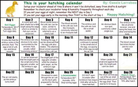 calendar for egg hatching | ... 13-12. 12 eggs currently under my broody Momma DTH (approx): 3-17-12 Hatching Duck Eggs, Duck Hatching, Backyard Ducks, Hatching Chickens, Chicken Incubator, Raising Ducks, Hatching Chicks, Egg Incubator, Chicken Life