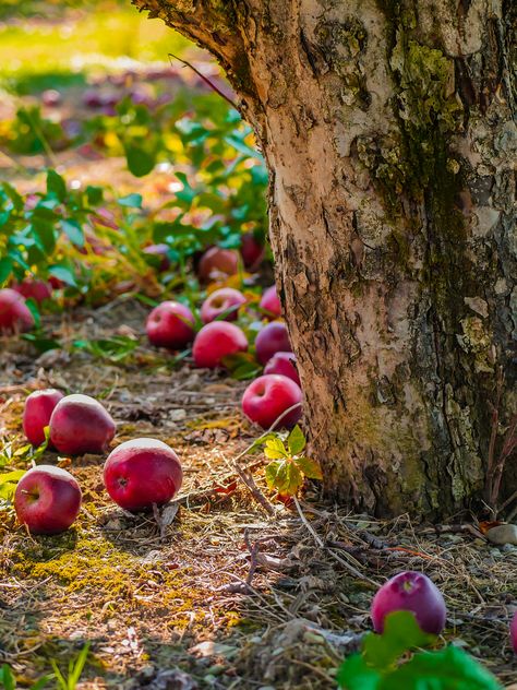 Fall Apples Wallpaper, Hygge Background, Apple Tree Aesthetic, Apple Orchard Aesthetic, Saturation Photography, Apples Aesthetic, September Apples, Harvest Photography, Orchard Photography