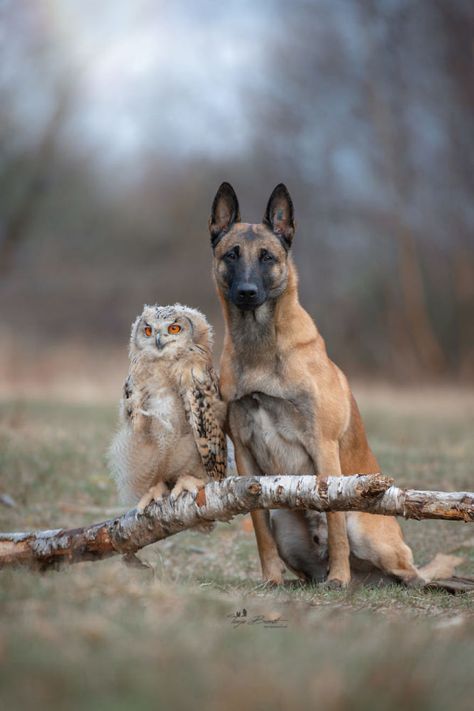 Unusual Animal Friends, Unlikely Animal Friends, Regnul Animal, Malinois Dog, Unlikely Friends, Animals Friendship, Unusual Animals, Sweet Animals, Animal Planet