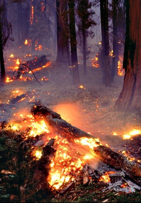 Dangerous Forest Aesthetic, Pretty Fire Aesthetic, Burning Forest Aesthetic, Forest Fire Aesthetic, House On Fire Aesthetic, Fire Element Aesthetic, Village On Fire, Burned Down House, Fire Village