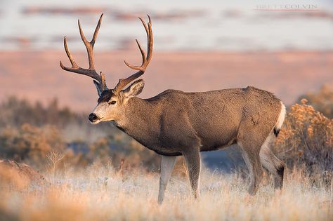 Mule Deer Buck Photography, Mule Deer Photography, Sleeve Reference, Buck Photography, Colorado Wildlife, Utah Nature, 243 Winchester, Mule Deer Buck, Deer Head Silhouette