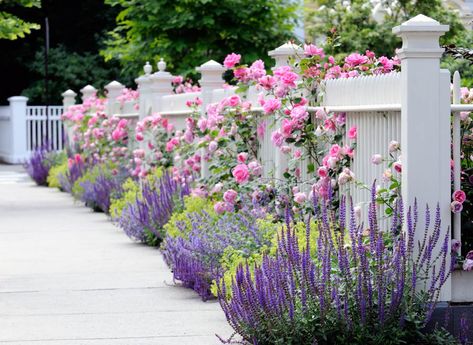 Lavender makes an excellent companion for Mediterranean herbs such as rosemary, sage and thyme, but also with other perennials such as iris and rose. Rose Companion Plants, Garden Town, Rosen Beet, Landscaping With Roses, Front Yard Plants, Garden Hedges, Lady's Mantle, Rose Belle, Desain Lanskap