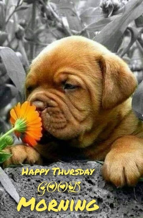 Funny Thursday Images, Thursday Morning Images, Good Morning Dog, Happy Thursday Pictures, Cute Morning, Cute Morning Quotes, Happy Thursday Morning, Thursday Pictures, Happy Thursday Images