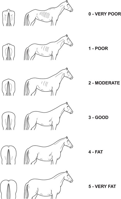 A Basic Guide to Feeding your Horse | Allen & Page | Horse Feed Horse Markings Chart, Horse Size Chart, Horse Care Chart, How To Train A Horse, Horse Care For Beginners, Horse Infographic, Horse Basics, Animal Chiropractor, Horse Guide