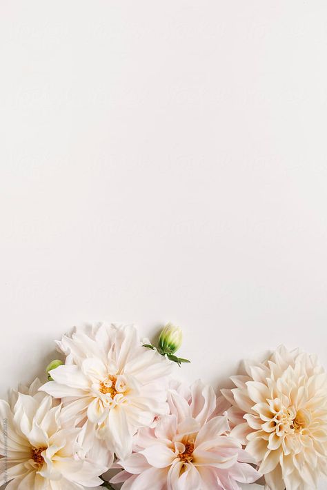 Floral Cards Design, Pink Wallpaper Backgrounds, Flowery Wallpaper, Pretty Backgrounds, Instagram Wallpaper, Flower Background Wallpaper, Dahlia Flower, Flower Phone Wallpaper, Flower Aesthetic