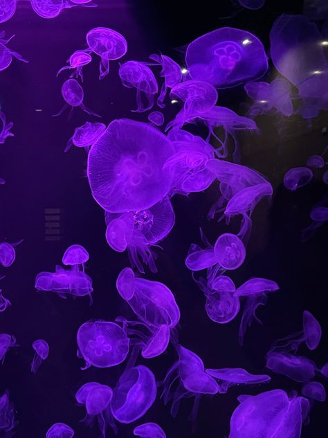 Purple Fish Aesthetic, Purple Jellyfish Aesthetic, Purple Mermaid Aesthetic, Purple Jelly Fish, Jellyfish Purple, Purple Color Meaning, Dark Jellyfish, 19 Aesthetic, Vtuber Ideas