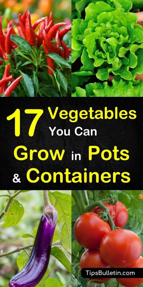 Vegetables List, Planting Schedule, Gemüseanbau In Kübeln, Growing Vegetables In Pots, نباتات منزلية, Container Vegetables, Growing Veggies, Veg Garden, Loose Dresses