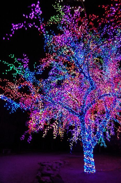 Magic tree - ©thislightisnotmyown84 - http://www.flickr.com/photos/thislightisnotmyown/4244928473/ Navidad Diy, Outdoor Christmas Lights, Diy Weihnachten, Noel Christmas, Tree Lighting, Christmas Joy, Pics Art, Easy Tutorial, Outdoor Christmas