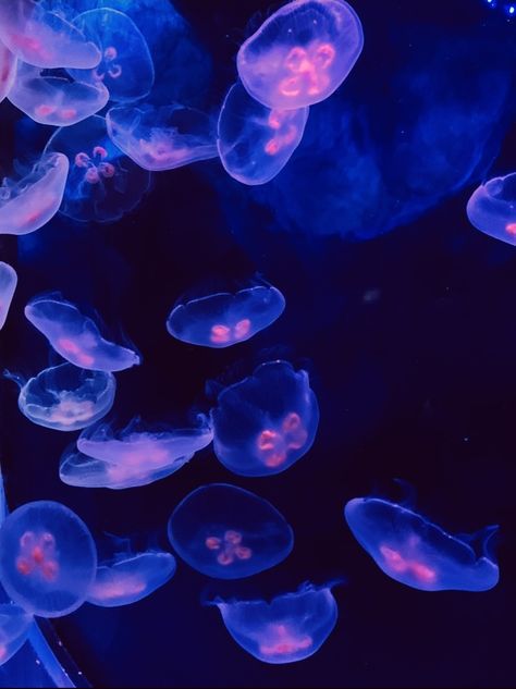 #photographer #photography #marinelife #neon #purple #jellyfish #moonjellyfish #ocean #natgeo #nationalgeographic Purple And Blue Jellyfish, Jellyfish Purple, Jellyfish Pictures, Purple Jellyfish, Moon Jellyfish, Blue Jellyfish, Neon Moon, Jellyfish Art, Neon Purple