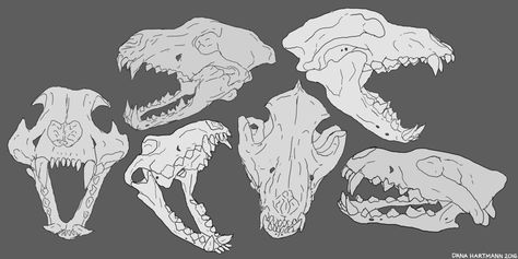 Wolf Skull Open Mouth, Wolf Skull Anatomy, Wendigo Skull Drawing, Wolf Bones Drawing, Wolf Bone Structure, Wolf Jaw Drawing, Wolf Skull Front View, Canine Skull Drawing, Wolf Skeleton Anatomy