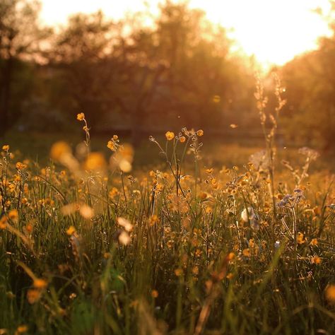 Nature, Golden Nature Aesthetic, Golden Forest Aesthetic, Sunny Nature Aesthetic, Sunlight Through Trees Aesthetic, Warm Nature Aesthetic, Golden Goddess Aesthetic, Golden Sunlight Aesthetic, Boy Gender Reveal Ideas