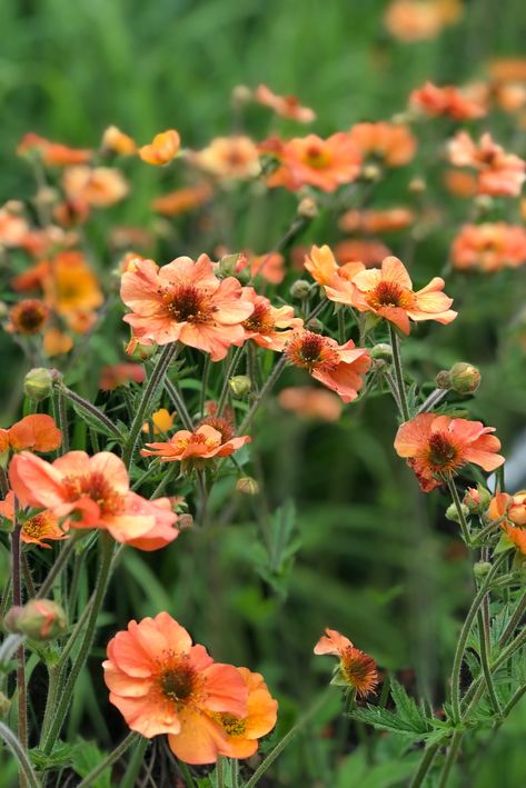 Peach Perennial Flowers, Orange Perennial Flowers, Geum Totally Tangerine, Geum Flower, Orange Flower Names, Orange Flower Garden, Wild Flower Garden, Planting Combinations, August Flowers