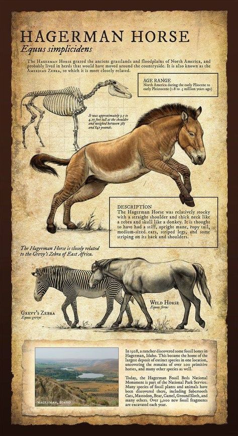 Animal Illustrations, Beth Zaiken, Museum Signage, Regnul Animal, Prehistoric Wildlife, Prehistoric World, Ancient Animals, Paleo Art, Extinct Animals