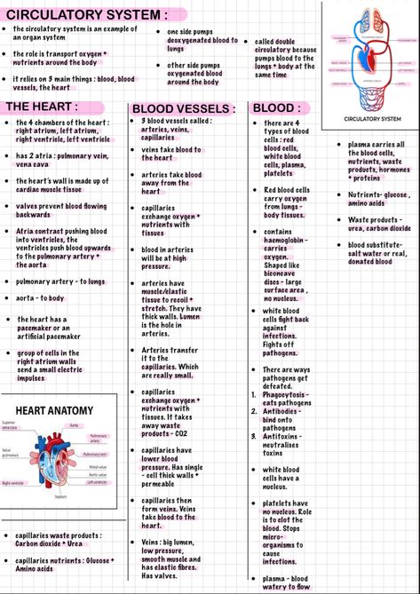 Biology Anatomy And Physiology, Human Anatomy Pose, Anatomy Pose Reference Photo, Anatomy And Physiology Study Tips Cheat Sheets, Aesthetic Human Anatomy, Circulatory System Notes Aesthetic, Endocrine System Notes Aesthetic, Anatomy Physiology Notes, Anatomy And Physiology 2 Notes