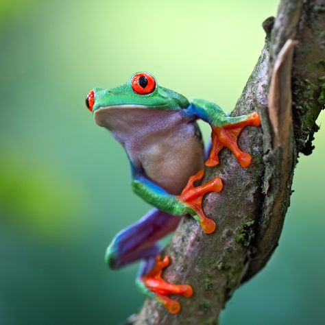 Rainforest Frog, Frog Facts, Pet Frogs, Small Frog, Red Eyed Tree Frog, Frog Pictures, Rainforest Animals, Frog Tattoos, Frog Drawing