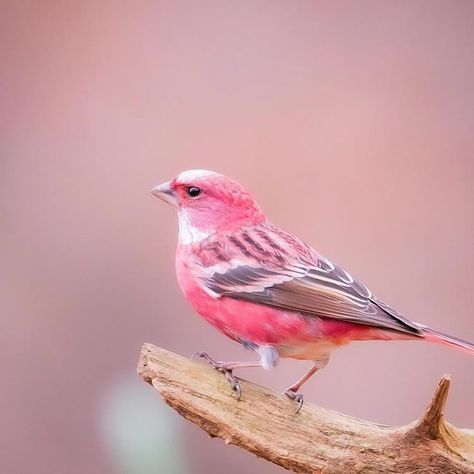 Meet The Pink-Browed Rosefinch, Beautiful Little Bird With Gorgeous Color Colourful Birds, Rose Finch, Pink Animals, Pink Bird, Wild Nature, Pretty Birds, Colorful Birds, Little Birds, Birds Of Paradise