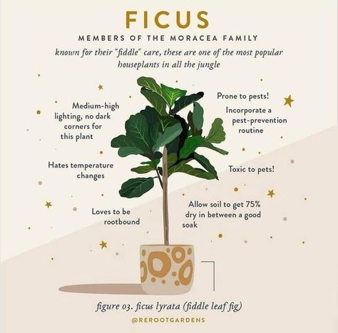 🌿 Ficus: Members of the Moraceae Family 🌿 Known for their "fiddle" care, Ficus plants are among the most popular houseplants in the jungle of indoor gardening. Here's what you need to know to keep your Fiddle Leaf Fig (Ficus Lyrata) happy and healthy! 🌱✨ Ficus Care Tips: • Lighting: Prefers medium-high lighting. Avoid dark corners. • Watering: Allow the soil to get 75% dry between a good soak. • Temperature: Hates temperature changes, so keep it stable. • Pests: Prone to pests; incorporate ... Ficus Plant, Plant Enamel Pin, Leaf Identification, Pest Prevention, Dream Patio, Plant Journal, Ficus Lyrata, Plant Box, Plant Guide