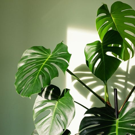 Monstera deliciosa houseplant Big Leaf Plants, Monstera Plant Care, Christmas Cactus Care, Houseplants Low Light, Dracaena Plant, Ficus Elastica, Pothos Plant, Cheese Plant, Growing Plants Indoors