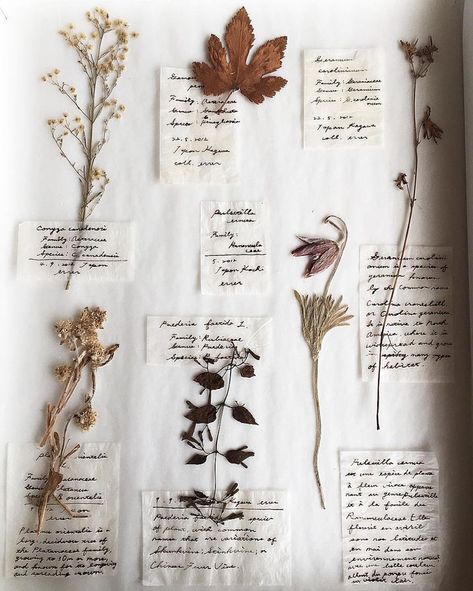 floral wildflower specimens Lex Talionis, Magia Das Ervas, Plant Journal, 카드 디자인, Aesthetic Indie, Nature Journal, Beige Aesthetic, Inspiration Wall, Tulle Lace