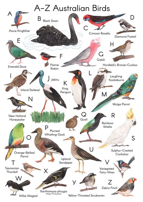 Australian Birds from A-Z, depicted in watercolour Australian Birds Art, Bird Australian, Birds Australian, Family Daycare, Bird Guide, Australian Parrots, Australian Native Birds, Bird Breeds, Australian Fauna