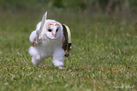 An owl hurrying somewhere on the grass touched millions and became a popular meme Funny Owl Pictures, Owl Meme, Funny Owls, Owl Pictures, White Owl, Funny Birds, Funny Captions, Silly Animals, Animal Sketches