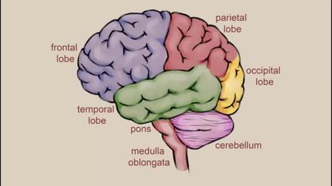 Brain Drawing Simple, Draw A Brain, Brain Models, Brain Drawing, Occipital Lobe, Beginner Sketches, Brain Anatomy, Brain Stem, Brain Art