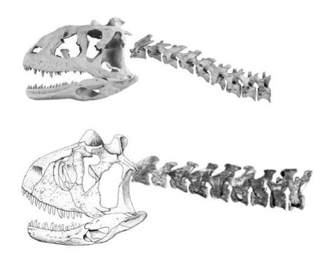 Carnotaurus Skull, Marine Reptiles, Dino Art, Skeleton Drawings, Universal Studio, Dinosaur Skeleton, Dinosaur Bones, Dinosaur Fossils, Dinosaur Art