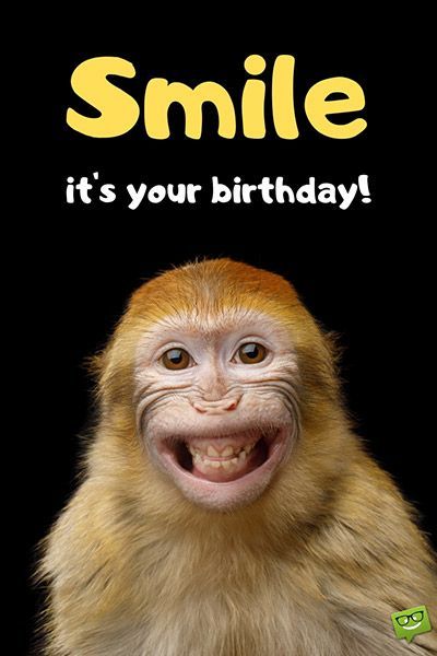 Smile It's Your Birthday, Happy Birthday Monkey Funny, Birthday Wishes Greetings Funny, Monkey Birthday Wishes, Funny Birthday Pics, Happy Birthday Funny Pics, Comedy Birthday Wishes, Happy Birthday Funny For Him, Happy Bday Funny