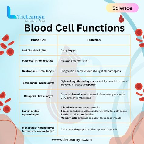 The Amazing World of Blood Cells! Dive into the microscopic universe of blood cells with us! 🧫 Let's unravel the incredible functions of these tiny powerhouses that keep our bodies running smoothly. From oxygen delivery to fighting off infections, blood cells are the unsung heroes of our circulatory system! Have you ever wondered what makes your blood flow smoothly through your veins, delivering oxygen and nutrients to every corner of your body? 🤔 It's all thanks to the remarkable teamw... Medical Lab Technician, Parasitic Worms, Cell Parts, Blood Components, Medical Lab, Exam Success, Lab Technician, Human Body Anatomy, Medical School Inspiration