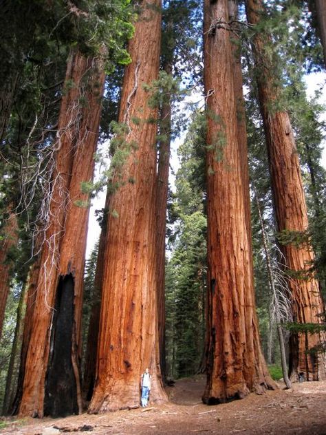 A Grove of Giant Sequoias (Sequoiadendron giganteum) Sequoiadendron Giganteum, Giant Sequoia Trees, Sequoia Tree, Matka Natura, Redwood National Park, Belle Nature, Giant Tree, Redwood Tree, Redwood Forest