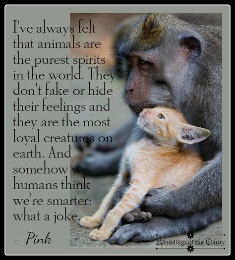 Yep that kind of sums it up for some !!!!! Beautiful Hearts, Animal Activism, Spirit Soul, Stop Animal Cruelty, Loving Animals, Save Animals, Animal Rights, Animal Quotes, Sweet Animals