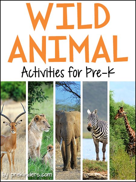 Pre-K & Preschool theme ideas for learning about African animals. Find more Wild Animal Activities for Pre-K on the category page. Books Check here for a complete list of Safari Animal Books! Elephant Conga Line {Large Motor} Children walk like an elephant on all four legs, trying to keep their balance while lifting a front leg and a back leg. We made a line of elephants and tried walking around the circle Preschool Wild Animals Theme Activities, Savanna Animals Preschool, Going On A Safari Theme Preschool, Wild Animal Preschool Theme, Safari Lesson Plans Preschool, Wild Animals Preschool Theme, Wild Animal Theme Preschool, Safari Theme Activities, African Animals Preschool