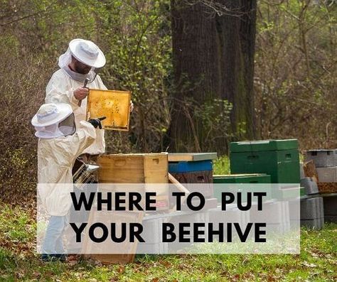 Bee Apiary Design, Beehive Placement, Apiary Design, Bee Venom Therapy, Backyard Beehive, Feeding Bees, Keeping Bees, Backyard Bee, The Beekeeper