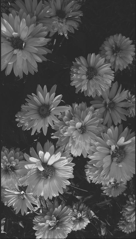 Grey And White Wallpaper, Ed Wallpaper, Black And White Wallpaper Iphone, Seni Vintage, Black And White Photo Wall, Black And White Picture Wall, Tapeta Galaxie, Black And White Flowers, Seni Cat Air